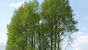 20.000 de hectare de padure ar putea fi plantate anual in Romania