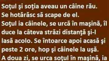 BANCUL ZILEI | Câinele inteligent