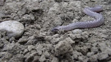 Nu a mai fost vazut de 77 de ani! O specie extrem de rara de sarpe boa a fost surprinsa in Lunca Dunarii!