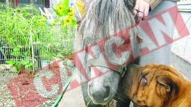 Creste in ograda cele mai mici specii de cai din lume