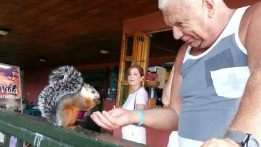 Peripetiile unei vacante de milionar. Cornel Tabacaru s-a lasat calarit de o...veverita