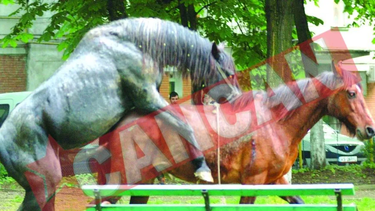 Armasari homosexuali In parcul din Vaslui