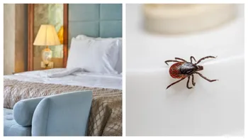 Vacanță de coșmar pentru o familie de români în Bulgaria. Au fost dați afară din hotel după ce au găsit ploșnițe în cameră: „Am plecat cu copiii noaptea”