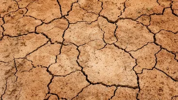 Cel mai afectat județ din România de secetă. Aproape 18.000 de hectare de culturi agricole sunt distruse
