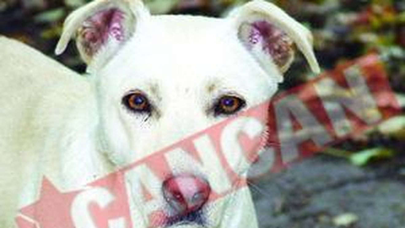 Lei hraniti cu maidanezi la Zoo Radauti