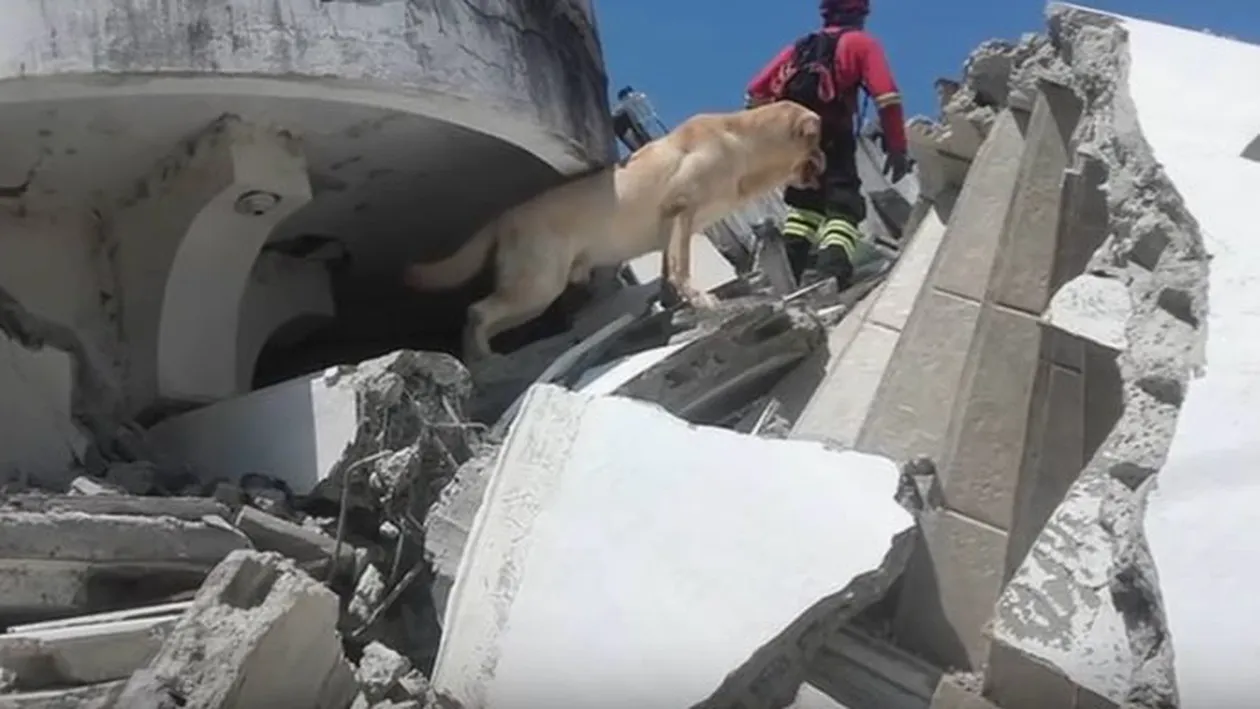 EMOŢIONANT. Un câine care a salvat şapte oameni de sub dărâmături, în urma cutremurului din Ecuador, a murit de epuizare