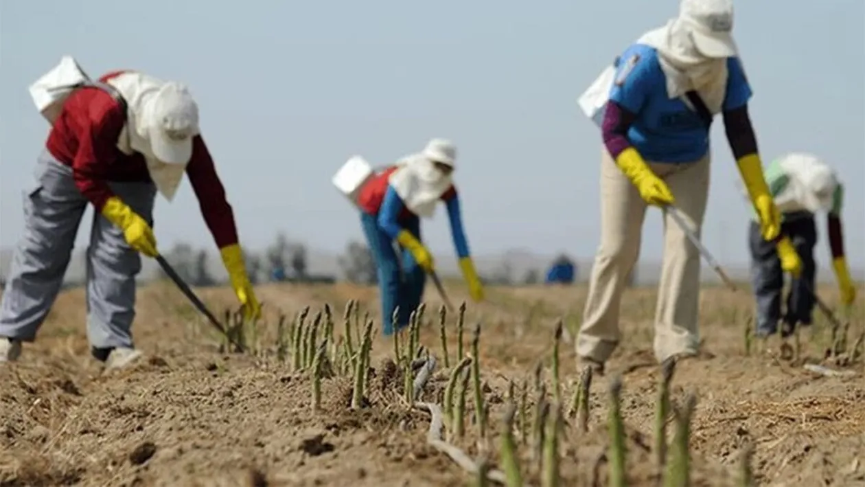 Salariul uriaș oferit de fermierii din Germania pentru culegătorii de sparanghel. Nu mai găsesc muncitori