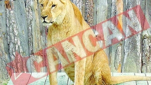 Leoaica Elsa de la Zoo va fi incinerata