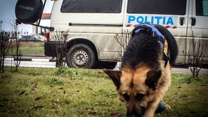 Ionela Gina Străchinariu, o fată de 14 ani din Botoșani, lipsește de acasă de 6 zile. Poliția oferă semnalmentele adolescentei