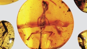 Fosila unei şopârle, veche de 99 de milioane de ani, a fost descoperită într-un bob de chihlimbar