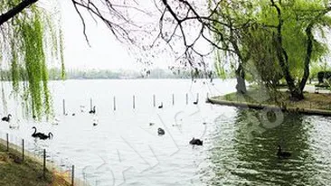 Gastele si lebedele negre s-au intors in Herastrau