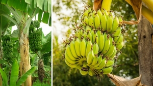 De ce cresc bananele curbate. Sigur nu știai acest lucru despre fructul care sfidează gravitația