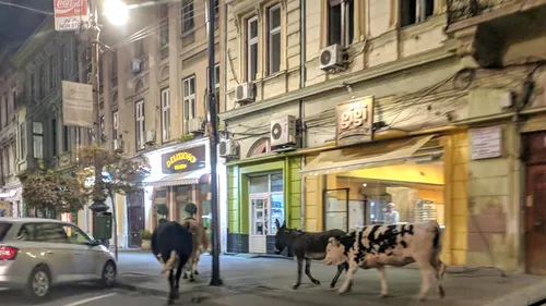 Pare începutul unui banc, dar e cât se poate de real! Două vaci, un bou și un măgar au ieșit la plimbare prin centrul Aradului