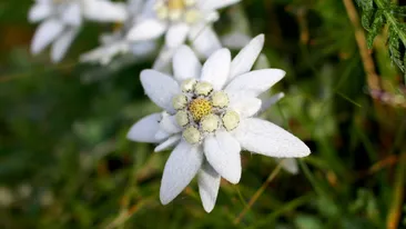 Floarea de colț. Tradiția și semnificația la români. Ce pățeau cei care o culegeau înainte de Revoluție