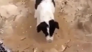 VIDEO Gestul care a induiosat mii de oameni! Cum reuseşte acest câine să-şi arate regretul faţă de moartea unui prieten