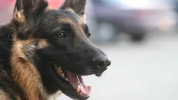 VIDEO Un caine din Alaska a fost decorat dupa ce a condus pompierii la un incendiu!