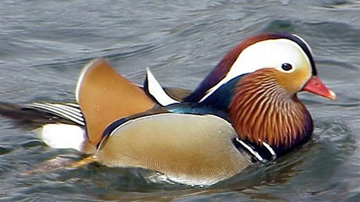 Au vrut sa fie elegante, dar s-au confundat cu niste inaripate! Imagini savuroase cu Pestritu, Tatoiu si Elena Gheorghe