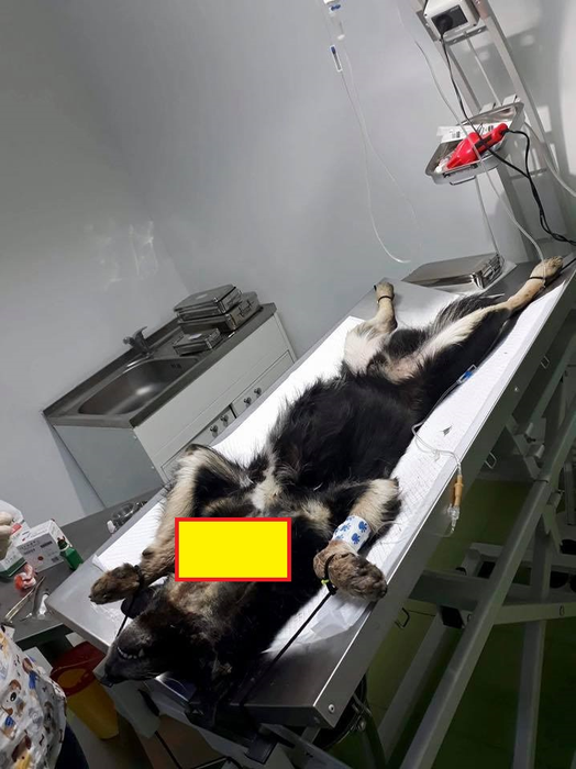 Scene barbare pe străzile din Babadag! Un bărbat a vânat câini cu arbaleta, iar o femelă cu pui a fost ucisă