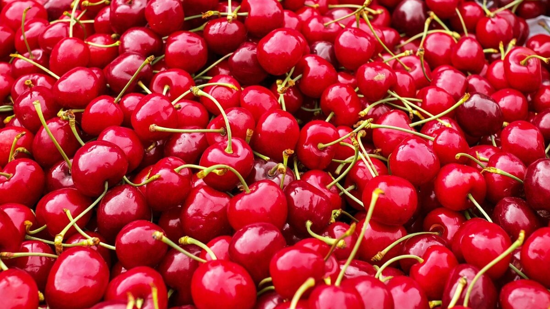 Va fi „fructul-vedetă” al sezonului! Cât va costa un kg de cireșe românești la tarabele din piață, în mai 2023