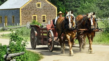 Accident mortal în Vrancea! Căruțaș, ucis de un șofer care a pierdut controlul autoturismului. Victima a fost găsită la câțiva kilometri, lângă un pârâu