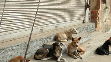 Constantenii vor participa la un sondaj de opinie pentru a decide soarta cainilor comunitari!