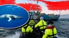Revoltă globală după ce Islanda anunță reluarea vânătorii de balene. Activiștii amenință cu misiuni de sabotaj