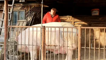 Suma fabuloasă pe care o cere un fermier pentru porcul de Crăciun. Animalul cântărește aproximativ 600 de kilograme