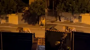 Panică în Roma: un leu a scăpat de la circ și a umblat șapte ore pe străzi într-o suburbie a orașului