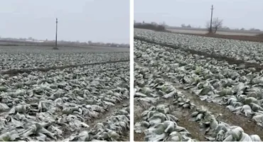 Anunțul unui fermier din Satu Mare a devenit viral! Își donează toată varza de pe câmp