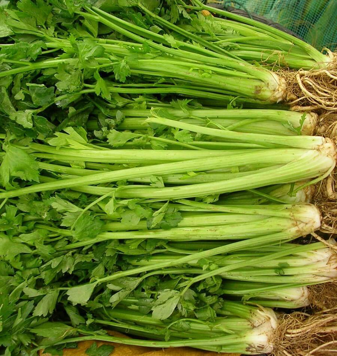 Ţelina este plină de vitamine, minerale, electroliţi şi enzime benefice