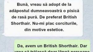 BANCUL ZILEI | "Vreau să adopt o pisică de rasă pură"