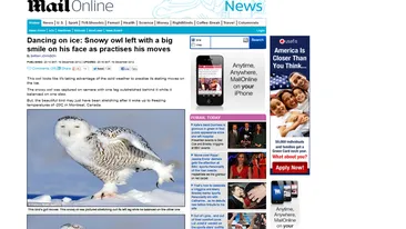 Dansând pe gheaţă: O bufniţă a rămas cu un zâmbet mare pe faţă, în timp ce-şi exersa mişcările! Nu-i aşa că e super drăguţă?