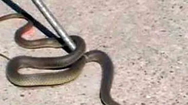 Interventie a ISU pentru a scoate un sarpe dintr-un apartament din Focsani