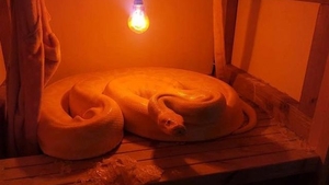 A vrut doar să facă curăţenie în pod, dar s-a ales cu un animal de companie înfricoşător! 