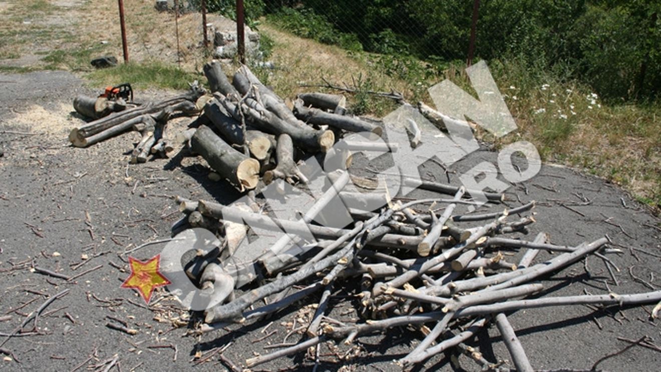Smochinii din Svinita sunt in pericol! "Au fost afectati de ger si s-au uscat"