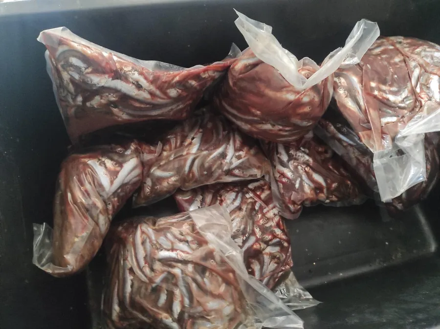 Cum erau ținuți peștii la cel mai căutat restaurant din Costinești. Directorul ANPC s-a minunat. „Se duc singuri în frigider”