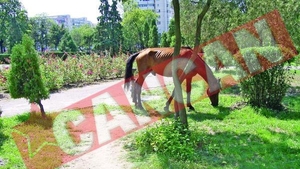 Licitatie pentru caii vagabonzi din Iasi