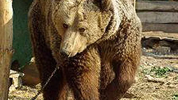 Turişti, speriaţi de o ursoaică în Bucegi! Au fost salvaţi de jandarmi!