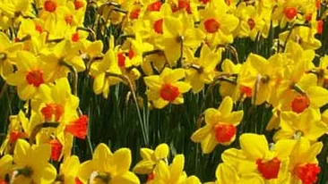 S-a gasit leac pentru depresie! In curand o vom putea trata cu o pastila facuta din narcise galbene!