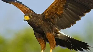 Incredibil! Un copilaş de doar doi anişori a fost desfigurat de un vultur! Află cum a fost posibil!