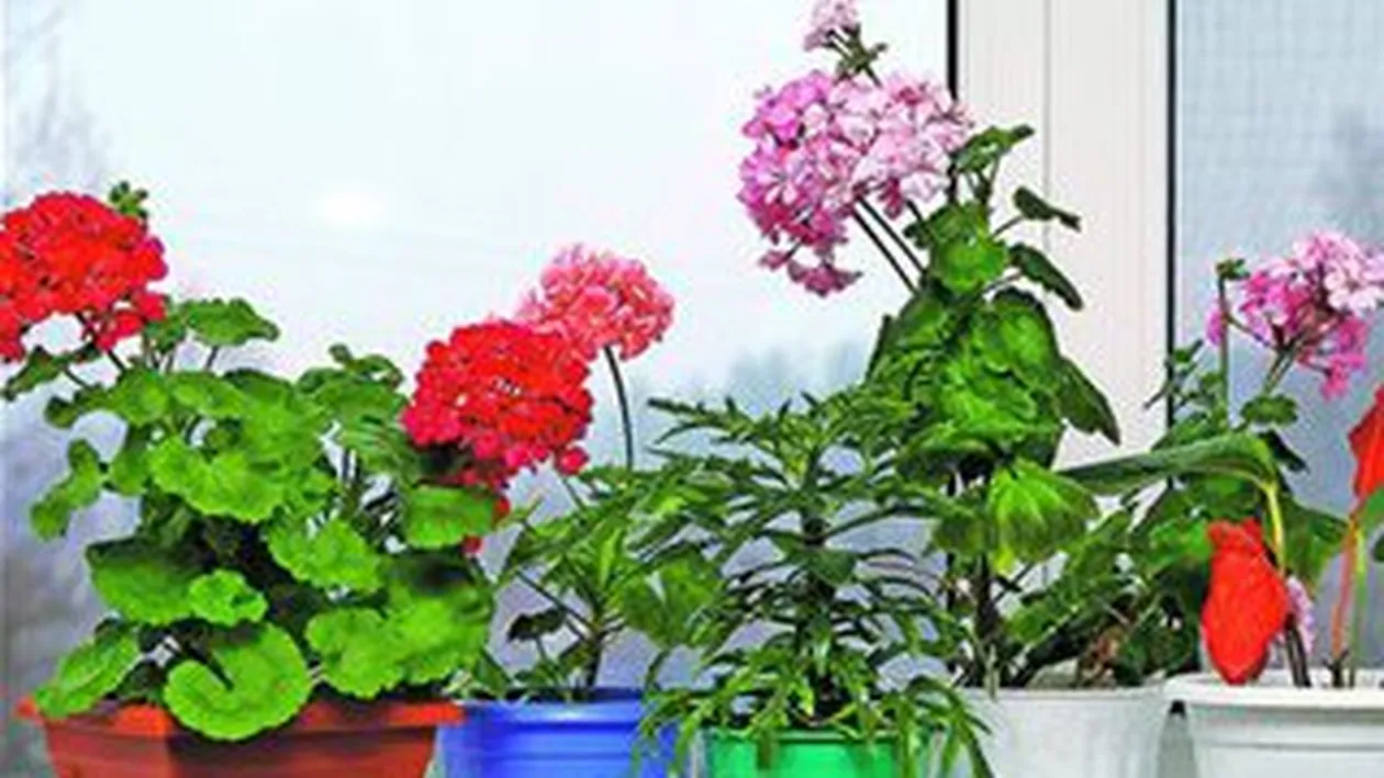 Trucuri de ingrijire a florilor de apartament