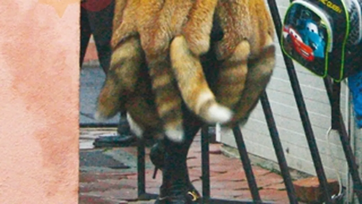 Romanita, cu haita de vulpi la plimbare