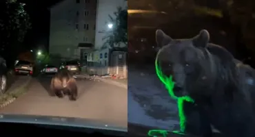 Imagini șocante! Un urs uriaș a fost filmat pe o stradă din Predeal