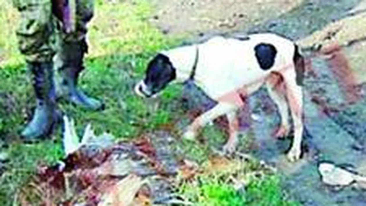 Politist acuzat de braconaj, anchetat de superiori