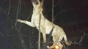 Caz șocant în Timişoara! Un bărbat și-a aruncat câinele pe geam, de la etajul al patrulea