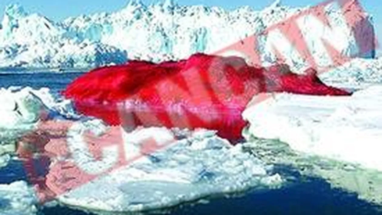 Vrea sa picteze Mont-Blanc in rosu