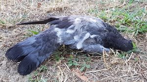 Cruzime fără margini. Sute de porumbei, ucişi la Arad cu boabe de porumb în care au fost înfipte ace