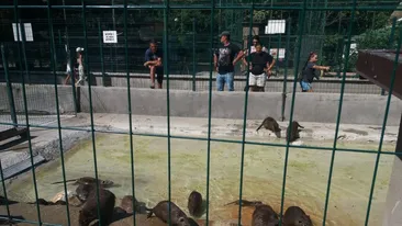 Și animalele de la Zoo suferă din cauza caniculei. Cum sunt îngrijite la Craiova, la peste 35 de grade Celsius