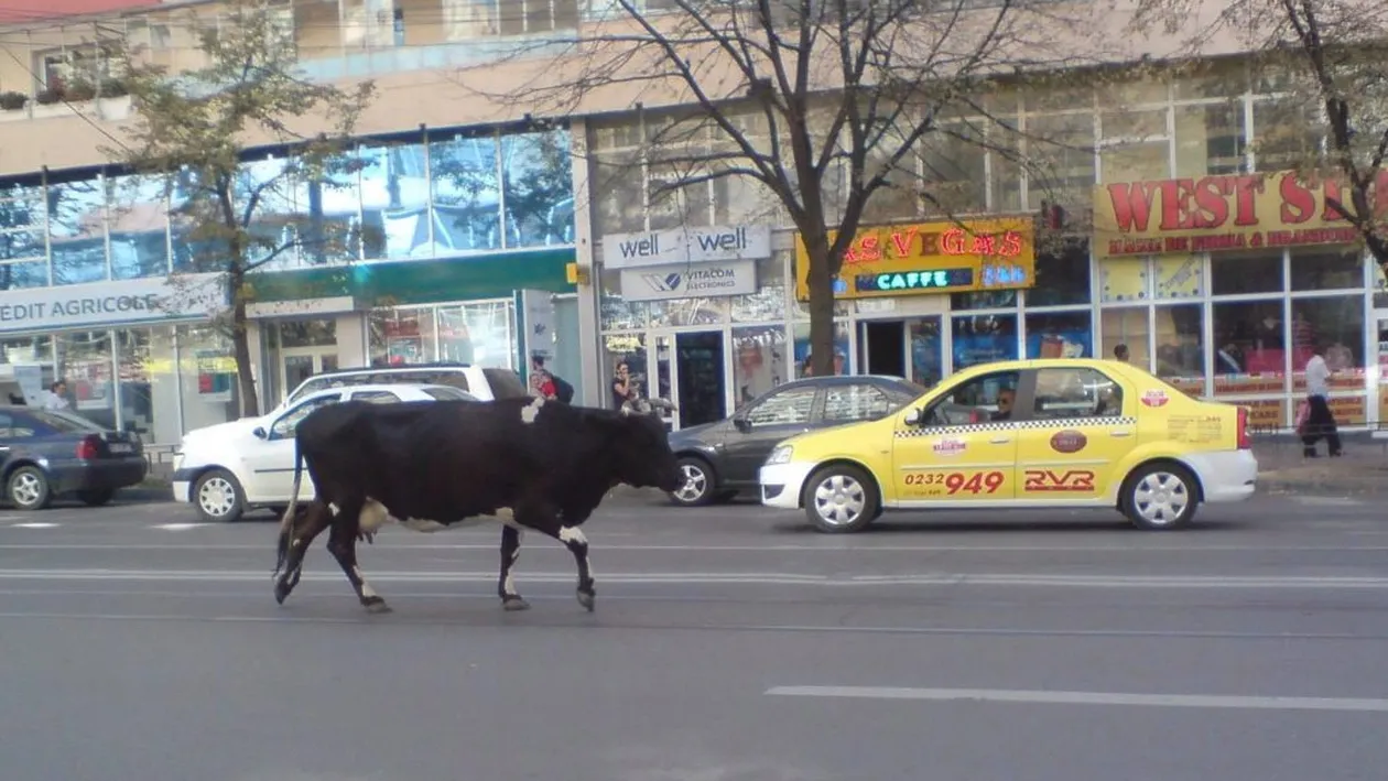 O vacă le-a dat de furcă șoferilor din Iași! S-a plimbat pe linia de tramvai din centrul orașului câteva ore