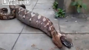 VIDEO Sigur nu te poti uita la filmarea astă fără să ti se facă rău! Ce face un piton pe stradă, după ce mănâncă un câine